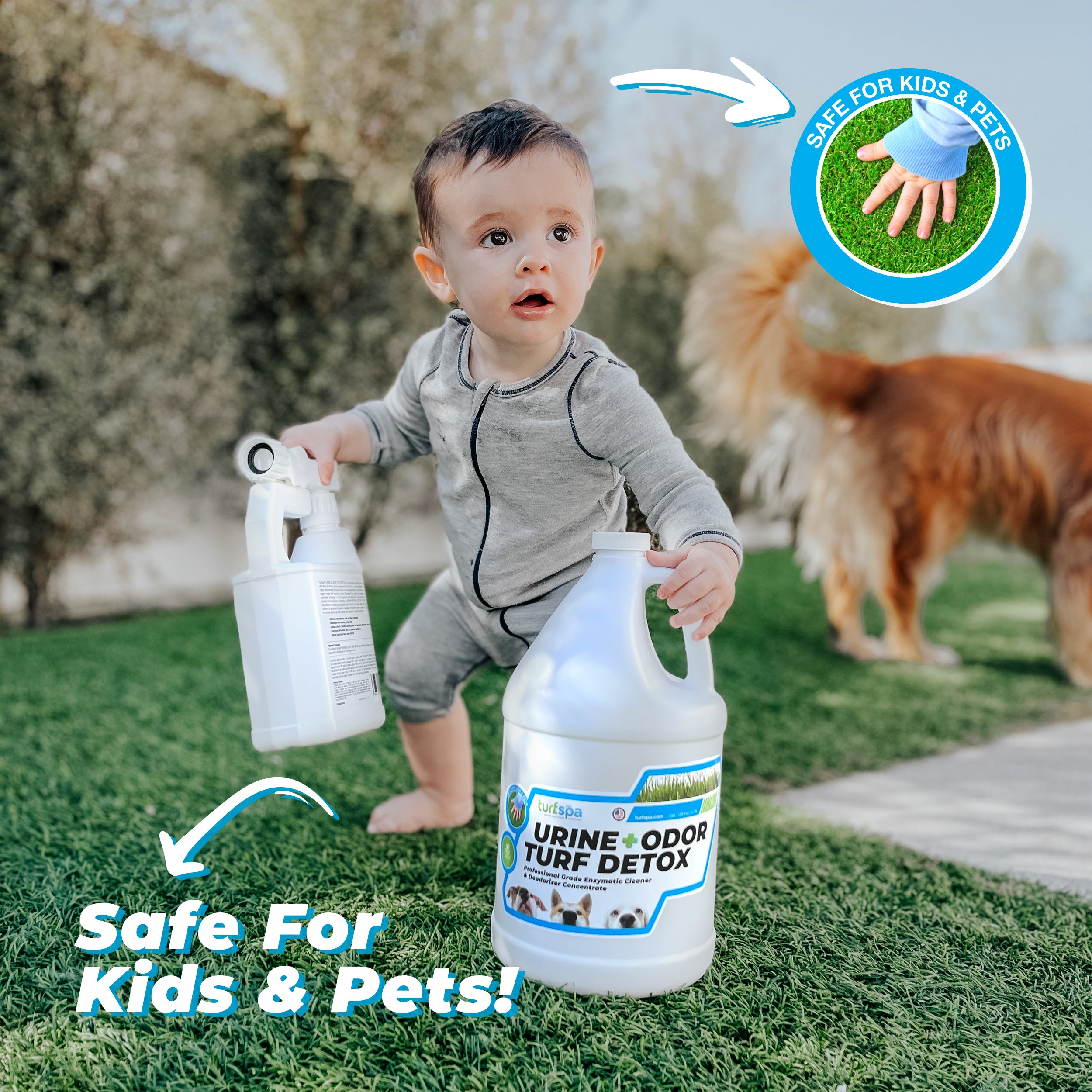 Rid of dog urine smell top